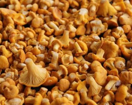 Chanterelle caviar recipes for the winter