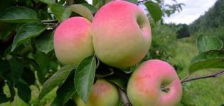 Caractéristiques et description du pommier Imrus, culture, plantation et entretien
