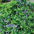 Description et caractéristiques de la variété de myrtille Bluecrop, plantation et entretien