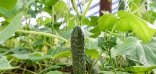 Description des concombres de la variété petite-fille de la grand-mère, leur culture