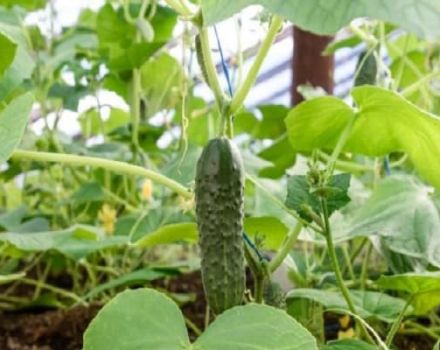 Beschreibung der Gurken der Enkelin der Großmutter, deren Anbau