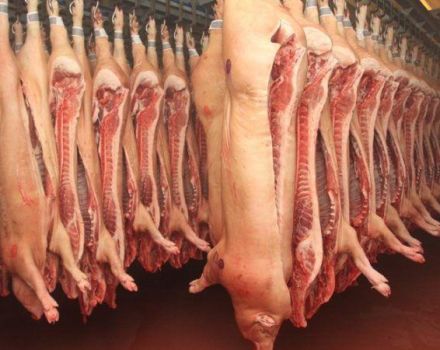 Tabelle zur Berechnung des Ertrags von Schweinefleisch aus Lebendgewicht, Messung und Berechnung nach der Formel