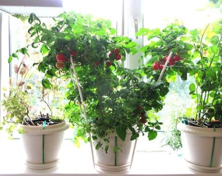 Cultiver des tomates d'intérieur à la maison dans un appartement