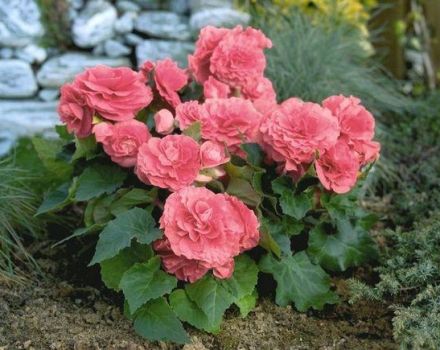 Planting, growing and caring for garden begonia outdoors