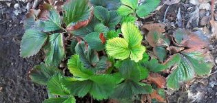 Warum manche Erdbeersträucher keine Früchte tragen oder gar blühen und was zu tun ist