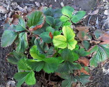 Pourquoi certains fraisiers ne portent pas de fruits ou ne fleurissent même pas et que faire