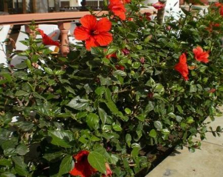 Reproduction, culture et entretien de l'hibiscus de jardin