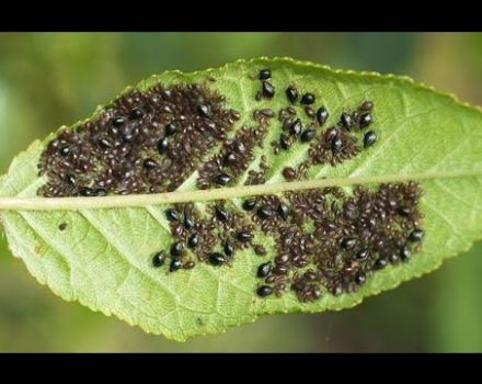 Warum kräuseln sich Filzkirschblätter, Krankheiten und Schädlinge, Behandlung und Bekämpfung von ihnen