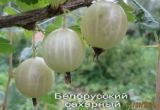 Description de la variété de groseille à maquereau Sucre biélorusse, plantation et entretien