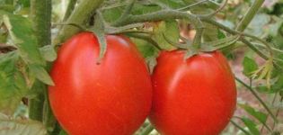 Description de la variété de tomate Succès, caractéristiques et recommandations de culture