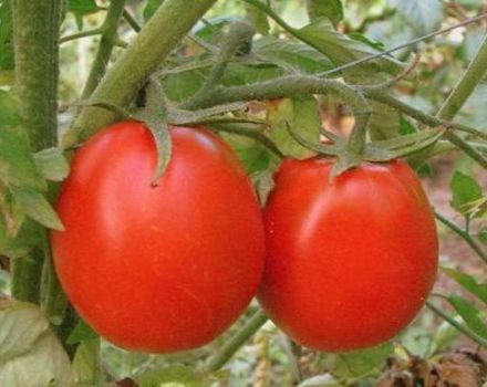 Description de la variété de tomate Succès, caractéristiques et recommandations de culture