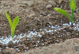 Quels types d'engrais sont les meilleurs pour les pois et leur système d'application