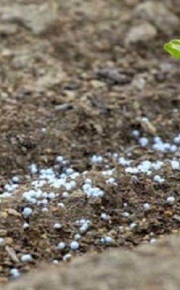 Quels types d'engrais sont les meilleurs pour les pois et leur système d'application