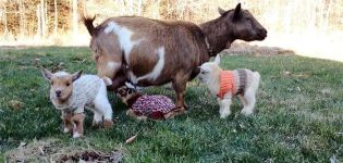 Comment déterminer indépendamment le sexe d'un enfant, les différences entre les femmes et les hommes