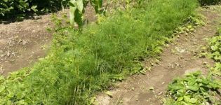 Description de la variété d'aneth Aurora, caractéristiques de culture et de soins