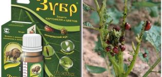 Anleitung zur Verwendung des Bison gegen den Kartoffelkäfer