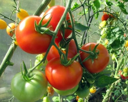 Description et caractéristiques de la variété de tomate Gel rose