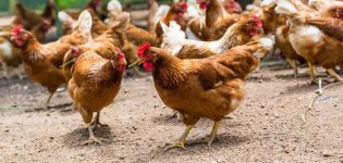 Pour quelles raisons les poulets domestiques meurent-ils et comment y remédier