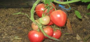Characteristics and description of the Delicious tomato variety
