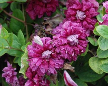 Description de la clématite Purpurea Plena Elegance, culture et taille