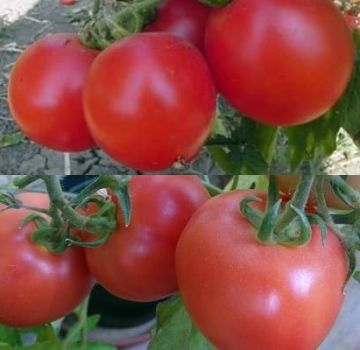 Les meilleures et les plus productives variétés de tomates pour la Biélorussie en serre et en plein champ
