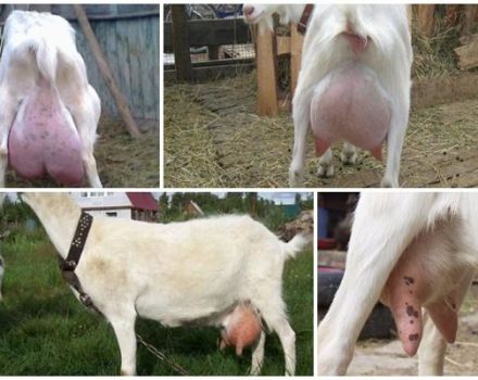 Description et structure de la mamelle de la chèvre, soins appropriés et problèmes éventuels