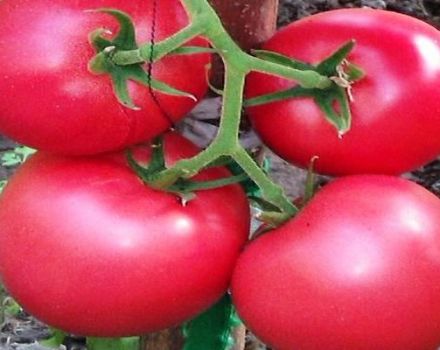 Description of the tomato variety Griffin f1, its characteristics and cultivation