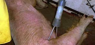 Types d'étourdisseurs pour porcs et comment le faire vous-même à la maison