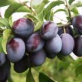 Pourquoi une prune peut ne pas porter de fruits et que faire, comment la faire fleurir