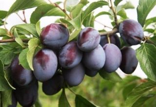 Pourquoi une prune peut ne pas porter de fruits et que faire, comment la faire fleurir