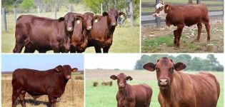 Description et caractéristiques de Santa Gertrude, élevage de vaches de cette race