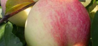 Beschreibung der Apfelsorte Ausgewählt und Herkunft, Vor- und Nachteile