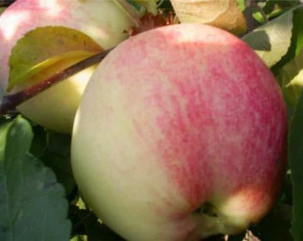Description de la variété de pomme choisie et origine, avantages et inconvénients