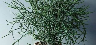 Beschreibung von Wolfsmilch-Tirucalli, Pflanzen und Pflege zu Hause, Fortpflanzung