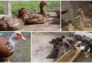 Description et caractéristiques de la race Red Bull Indoor, élevage et soins