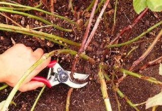 Wie man Himbeeren im Sommer im Juli richtig beschneidet, um eine gute Ernte zu erzielen