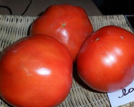 Beschreibung der Tomatensorte Lord, Merkmale des Anbaus und der Pflege