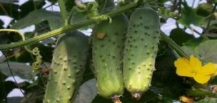 Description de la variété de concombre Aristocrat, caractéristiques de culture et d'entretien