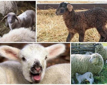 What is the best name for a lamb, TOP 50 nicknames for girls and boys