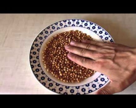 Wie man zu Hause richtig Kirschen aus einem Stein züchtet und Regeln für die Pflege von Sämlingen