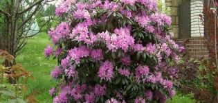 Beschreibung und Eigenschaften des Daursky-Rhododendrons, Pflanzung und Pflege