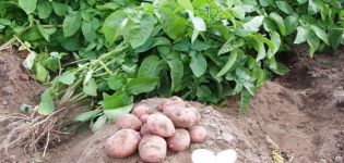 Description de la variété de pomme de terre Slavyanka, caractéristiques de culture et d'entretien