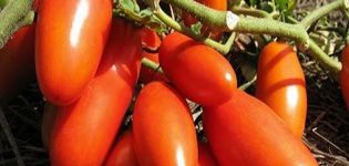 Caractéristiques et description de la variété de tomate Gaspacho, son rendement