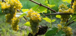 Comment faire pousser du raisin dans la région de Leningrad en serre et en plein champ, plantation et entretien