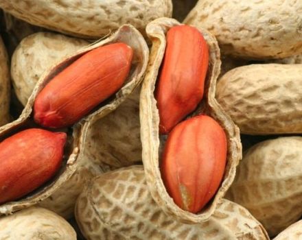 Description des variétés et types d'arachides, propriétés utiles et nocives, plantation et entretien