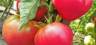 Beschreibung der Tomatensorte Pink Helm, seine Eigenschaften