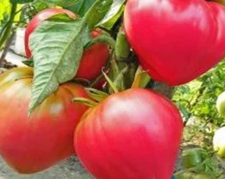 Beschreibung der Tomatensorte Pink Helm, seine Eigenschaften