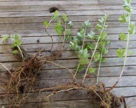 Moment optimal et meilleurs moyens de propager les groseilles à maquereau