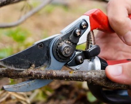 Quand et comment couper correctement les raisins de Corinthe pour une bonne récolte