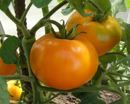Description of the variety of tomato Golden Queen and its characteristics
